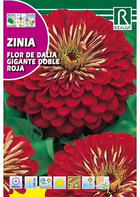 SEMILLA ZINIA ENANA DALIA DOBLE ROCALBA 6 GRS
