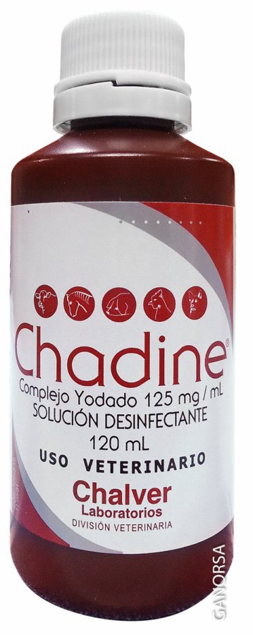 CHADINE YODO NEGRO