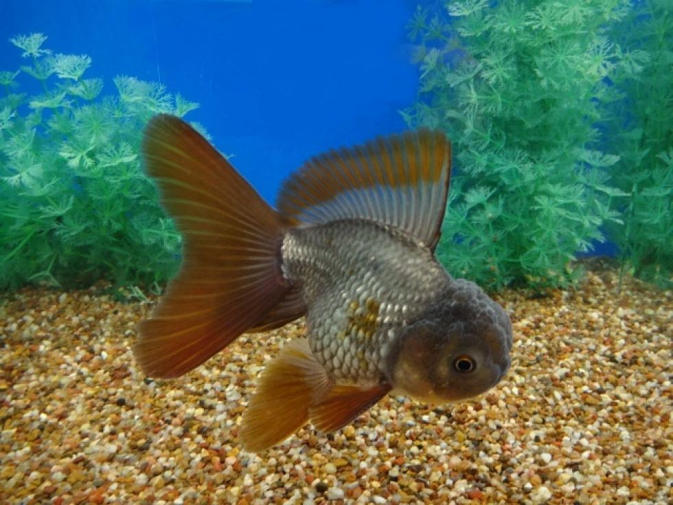 PEZ ORANDA CHOCOLATE x 1 UNIDAD