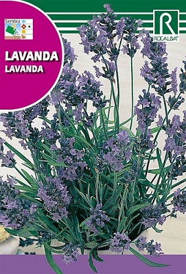 SEMILLA LAVANDA ROCALBA 1 GR