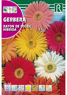 SEMILLA GERBERA RAYON DE SOLEIL HIBRIDA ROCALBA 0.1 GR
